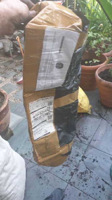 Tanaman Asoka Bunga Merah / Tanaman Soka Bangkok