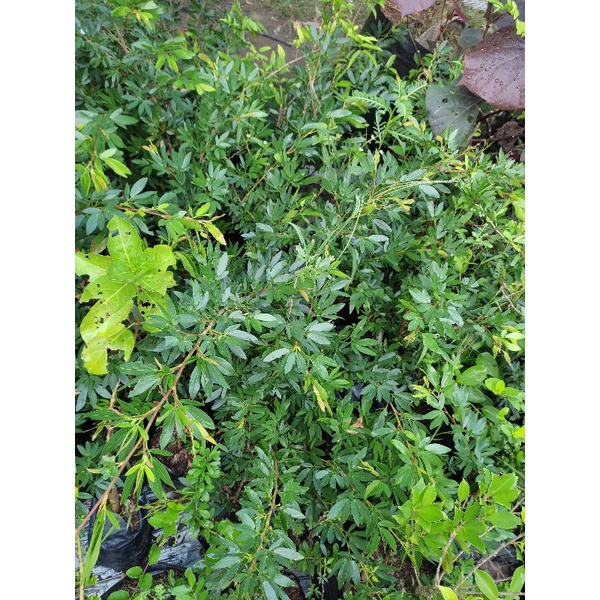 BIBIT KALIANDRA SULIMARAJA/ SURINAME/SURINAMENSIS/KALIANDRA VIETNAM