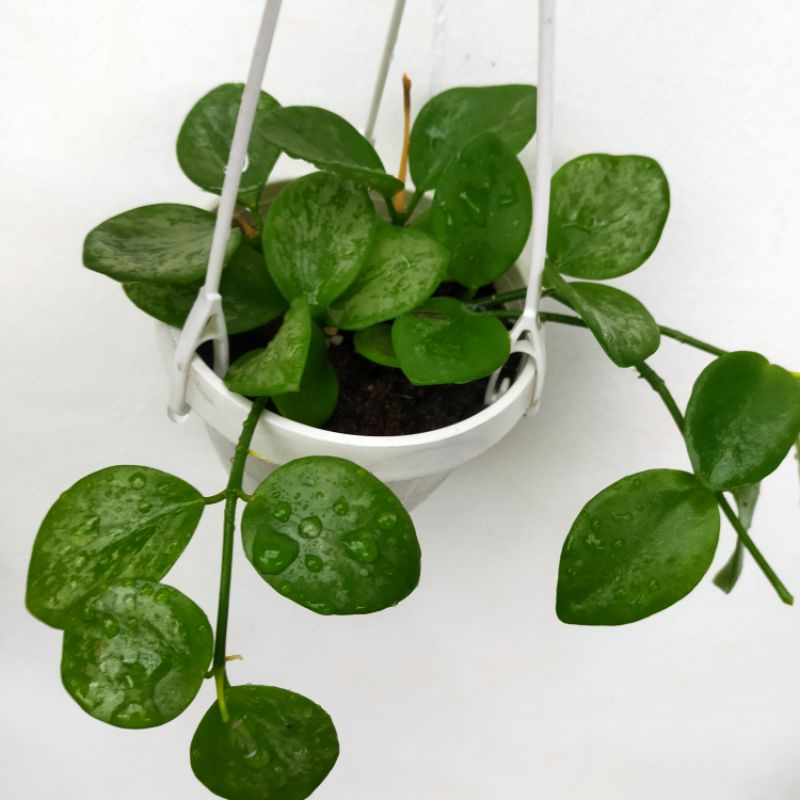 hoya biakensis splash