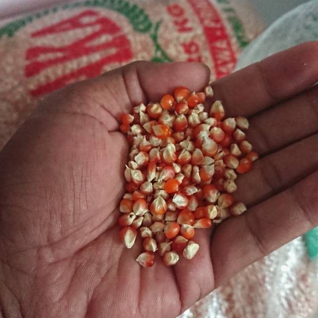 

Jagung Madura kristal pipilan