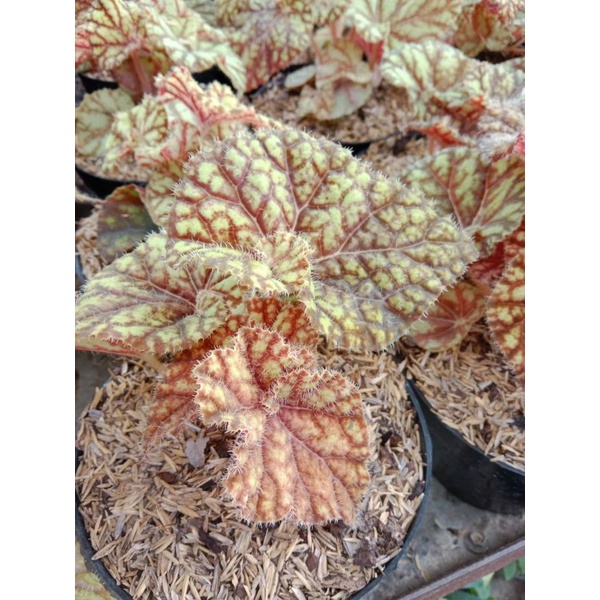 Begonia keong madu