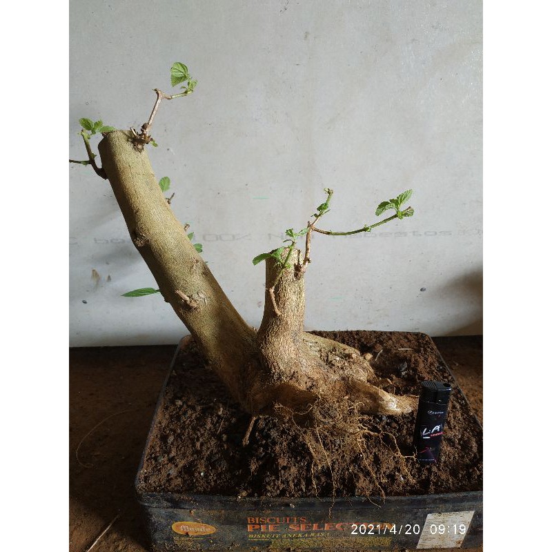BONSAI LANTANA BERKARAKTER / BONSAI LANTANA / BONSAI MURAH / BAHAN BONSAI LANTANA