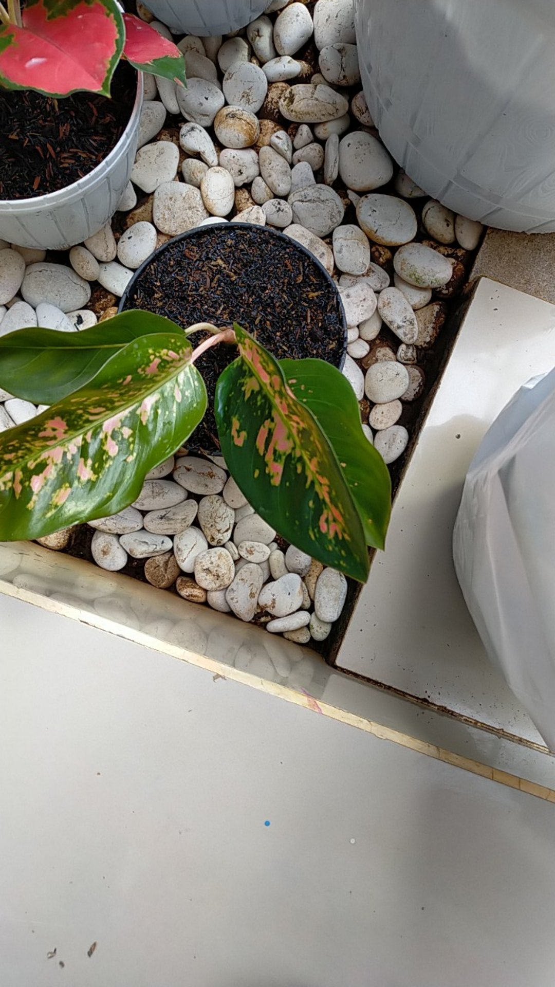 Promo Aglonema Kocin Ukuran Remaja - Tanaman Hias - Aglonema Kocin Dewasa.