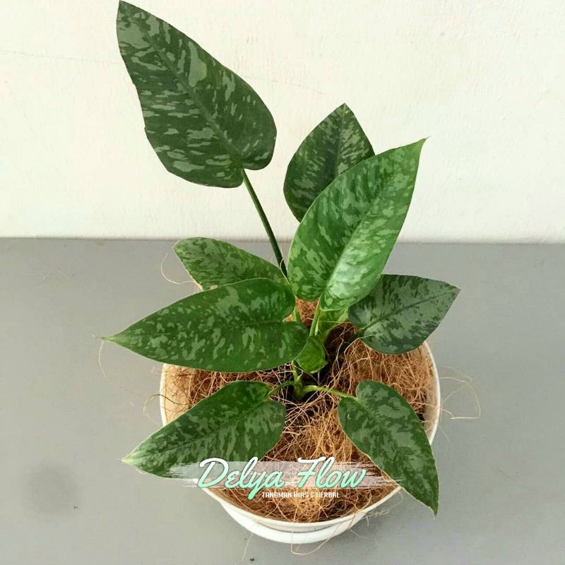 homalomena schismatoglottis