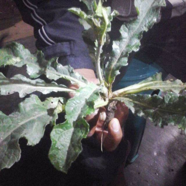 

BIBIT TANAMAN HERBAL TAPAK LIMAN