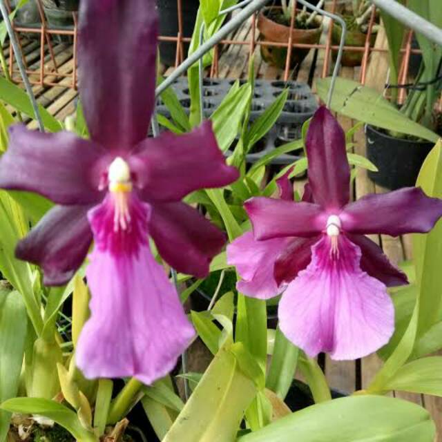 anggrek oncidium miltonia spectabilis
