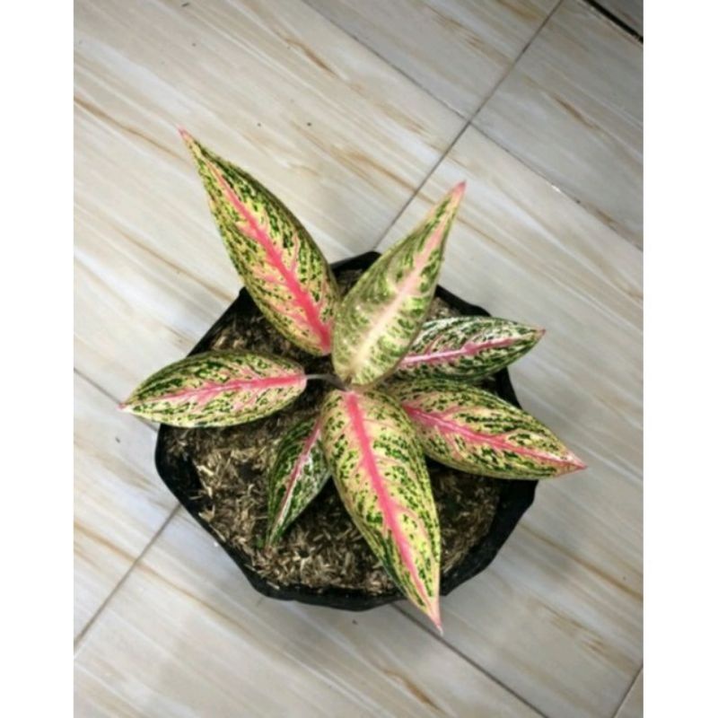 PROMObibit aglonema red legacy anakan/baby