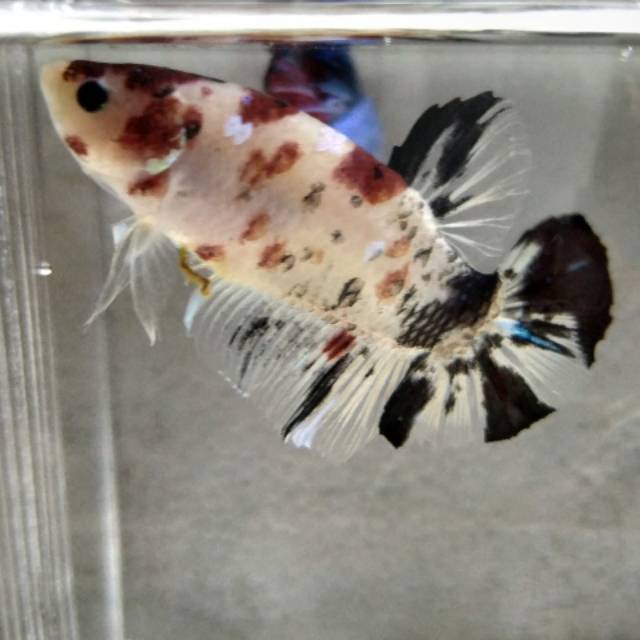 Ikan cupang giant koi