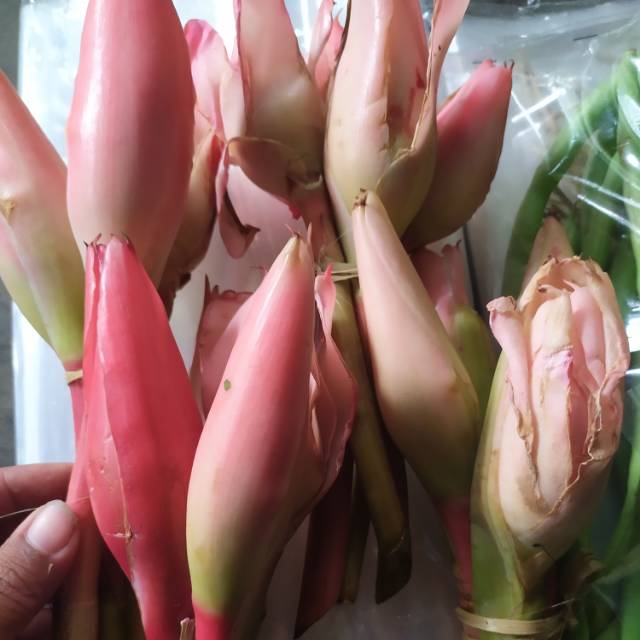 

Kecombrang/bunga honje per 12pcs