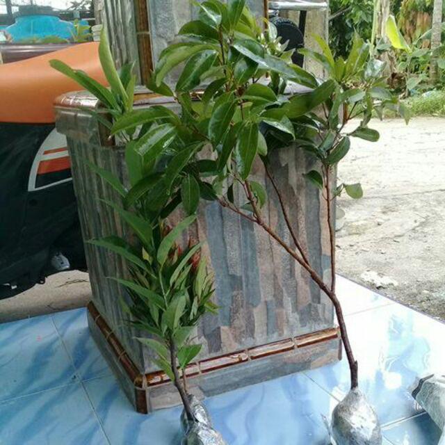 Bibit Tanaman Buah Sawo Kecik