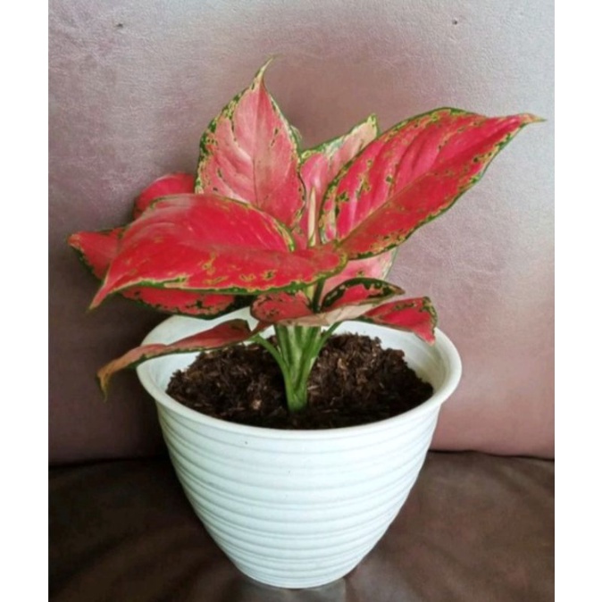 Aglaonema Red Anjamani murah // tanaman hias aglaonema red anjamani lokal