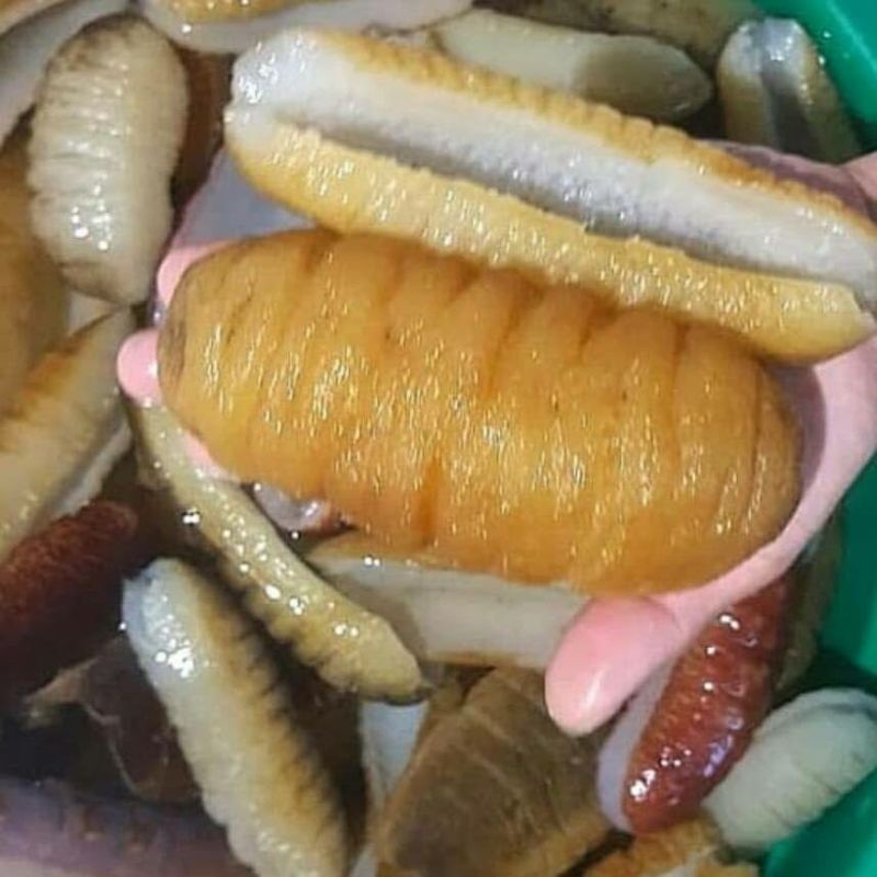 

HAISOM TERIPANG HOISEM GRADE A SUPER