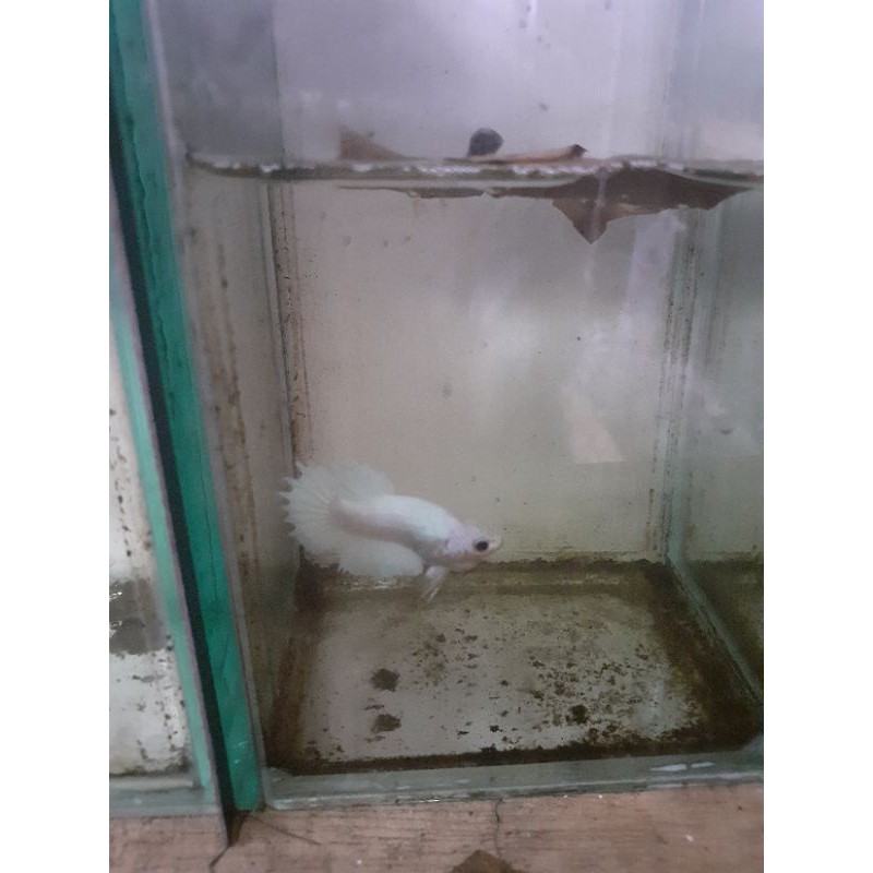 Crowntail White Platinum MALE | Best Seller Cupang Langka / ikan Lage-Lage/ Betta Fish