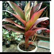 Tanaman hias Pisang bugis merah anakan