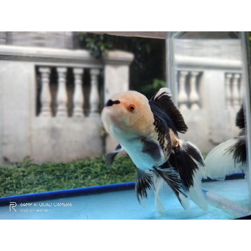 

Oranda panda