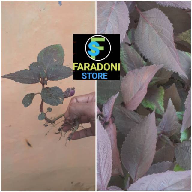 Daun jawer kotok 200 gram dan bibit jawer kotok