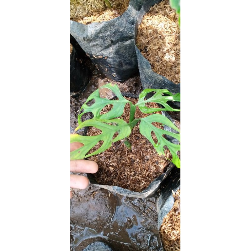 tanaman hias rambat philo janda bolong