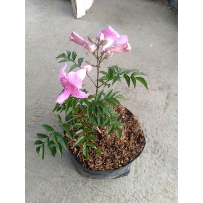 tecomaria pink