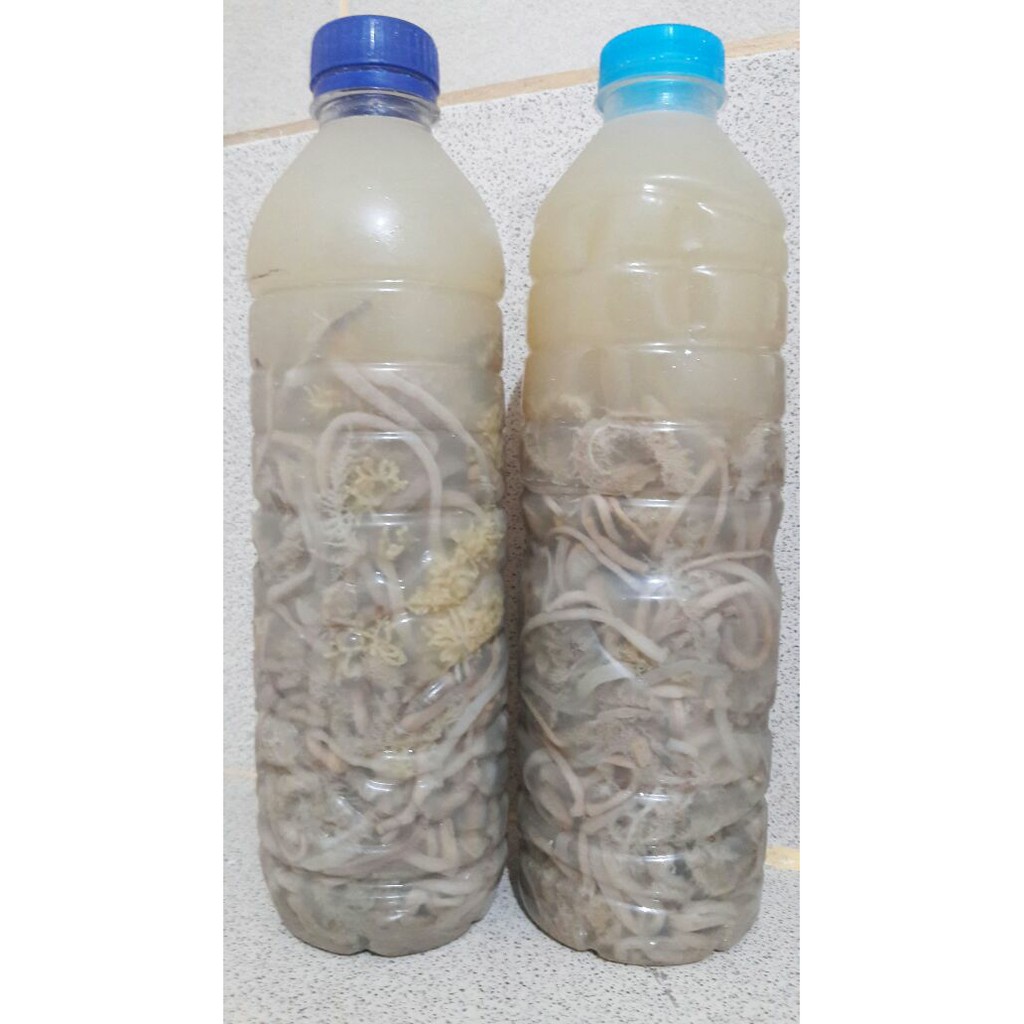 Jeroan gamat Haisom / gamat / tripang obat diabet obat paska operasi / caesar / sesar / obat luka