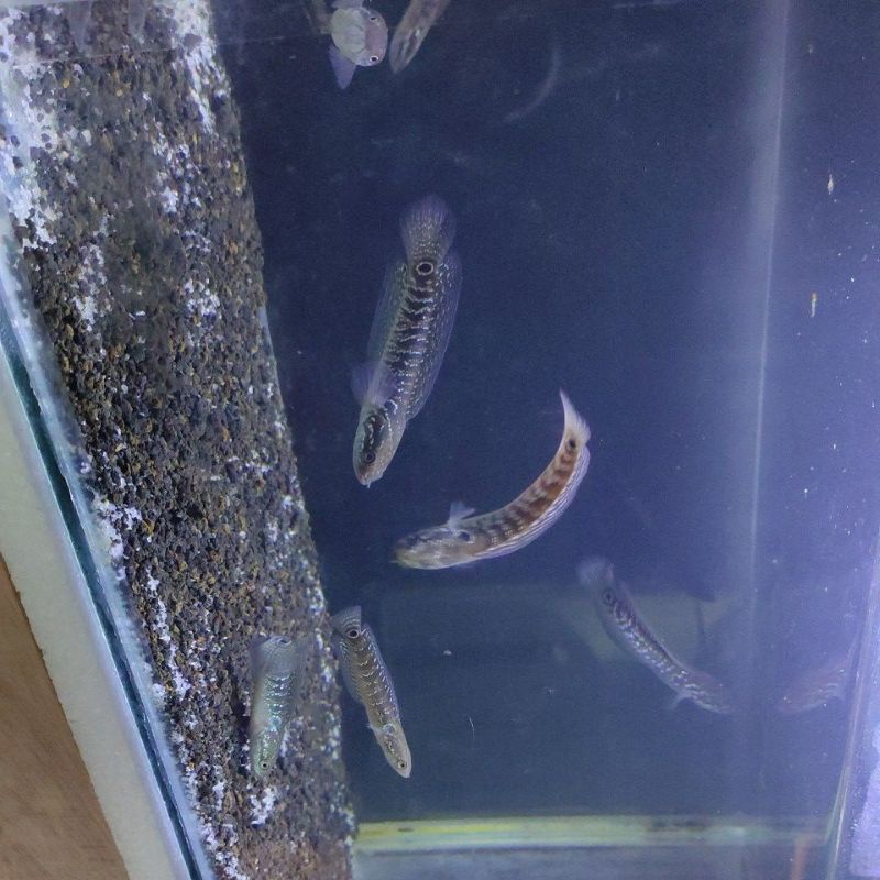 ..Chana Asiatica Ws pure 10cm