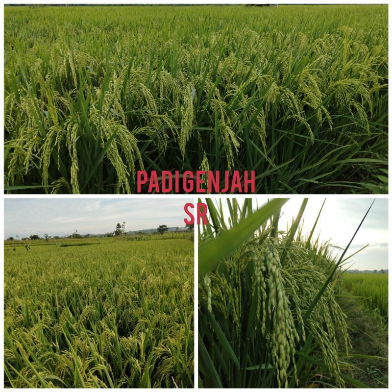 TERBARU Benih padi SR 5kg - Bibit padi sri republik