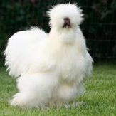 TELUR AYAM HIAS KAPAS SILKIE TETASKAN