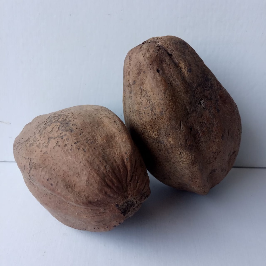 BERSOLE Obat Hernia Paling Ampuh, Obat Turun Berok, Obat Hernia Herbal, Obat Tradisional, Obat turun