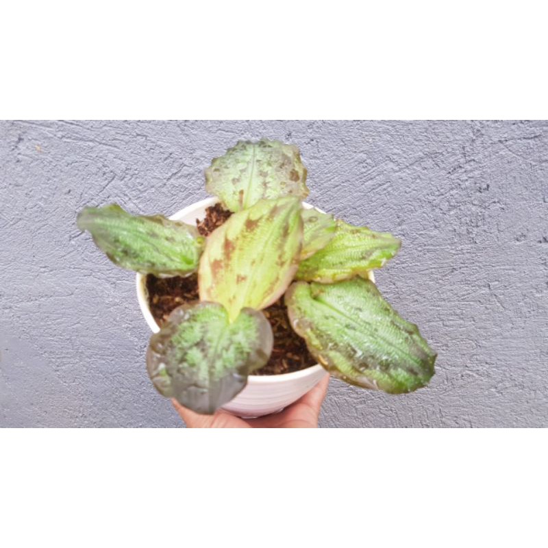bunga hias maranta/calathea merak coklat/cikur