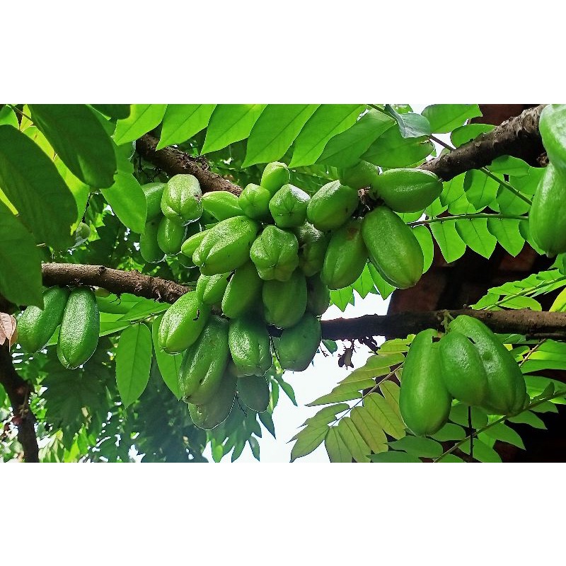 

Belimbing Wuluh 250g