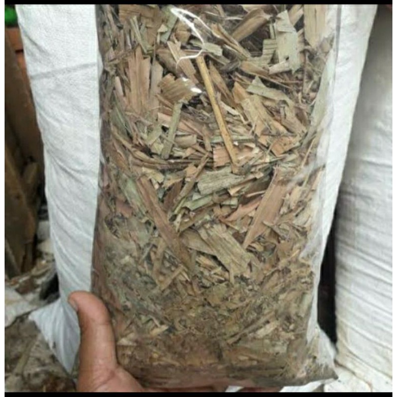 

daun bambu kering