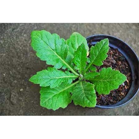 

Bibit herbal daun dewa 2 pcs