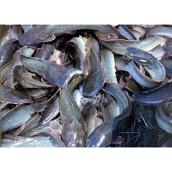 

Ikan Lele