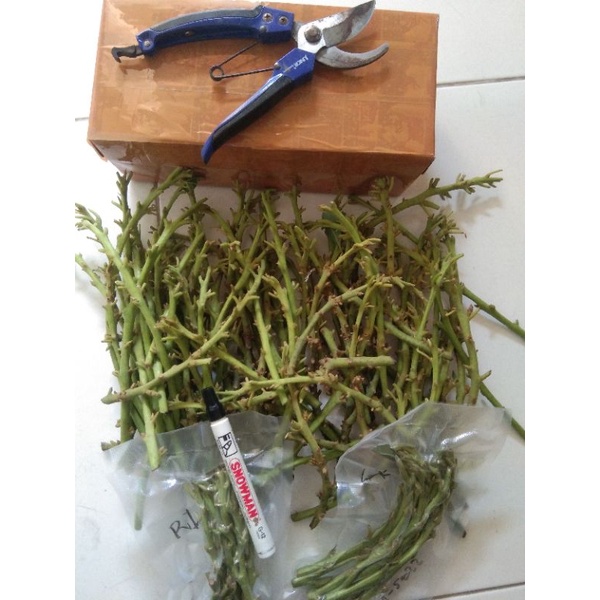 Entres alpukat 20 batang per jenis (miki, siger)