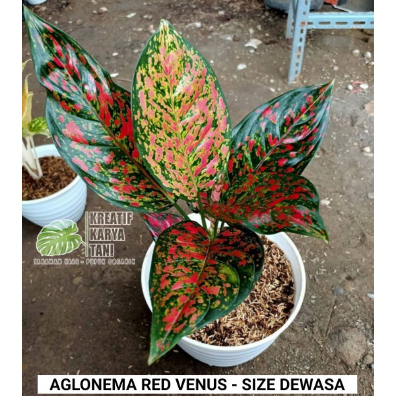 Aglonema red venus ukuran dewasa - Aglonema venus ( TERLARIS )