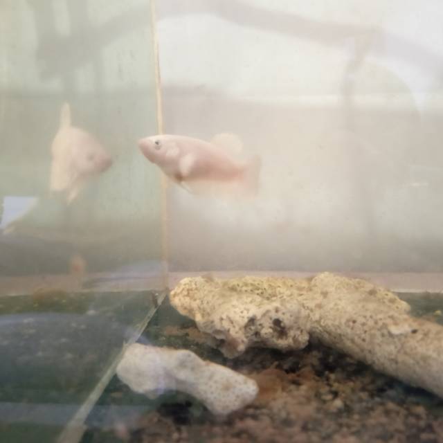 Paket sepasang cupang + telur killifish