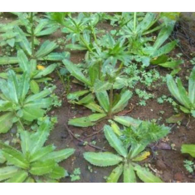 DAUN WALANG SANGIT SEGAR 1 KG