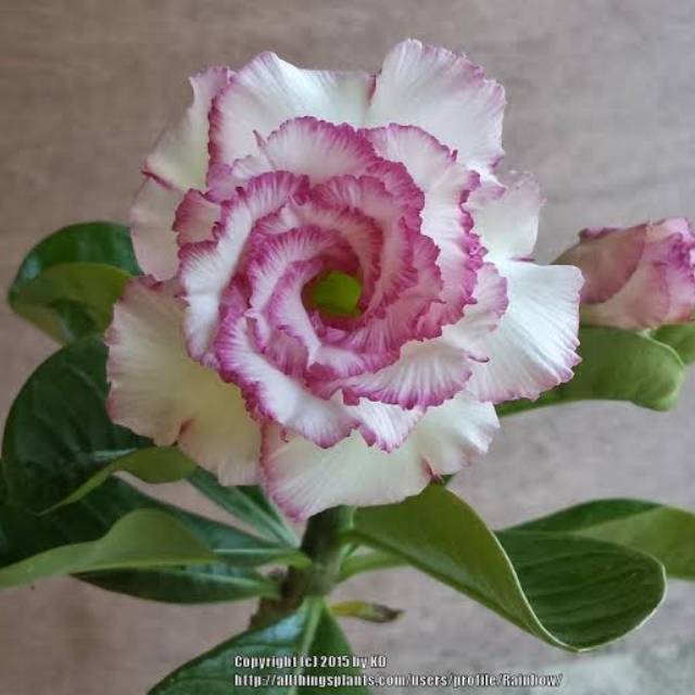 Bibit Bunga Kamboja Adenium Carnation - Tanaman Hias