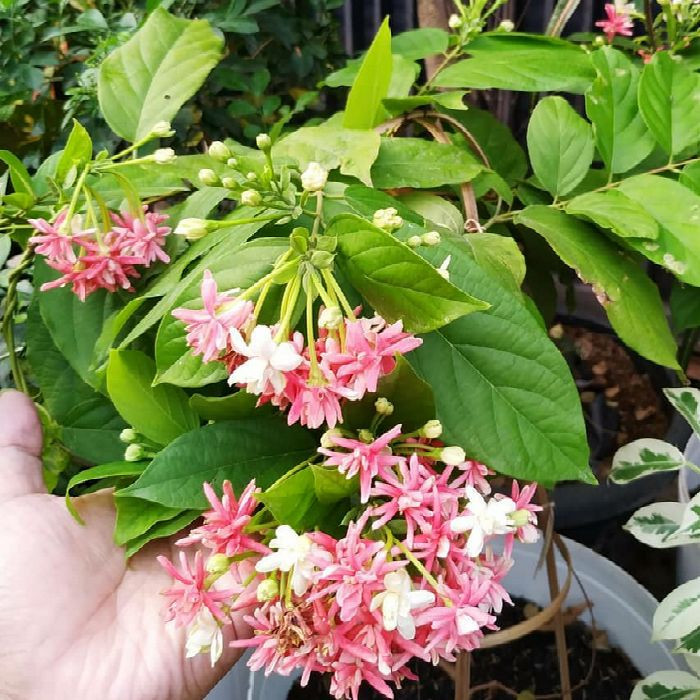 Tanaman Hias Bunga Melati Belanda Bibit Pohon Bunga Thai Double Flower-bibit melati