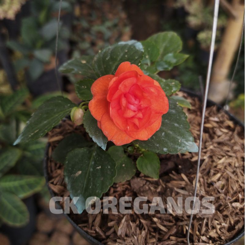 Begonia mawar