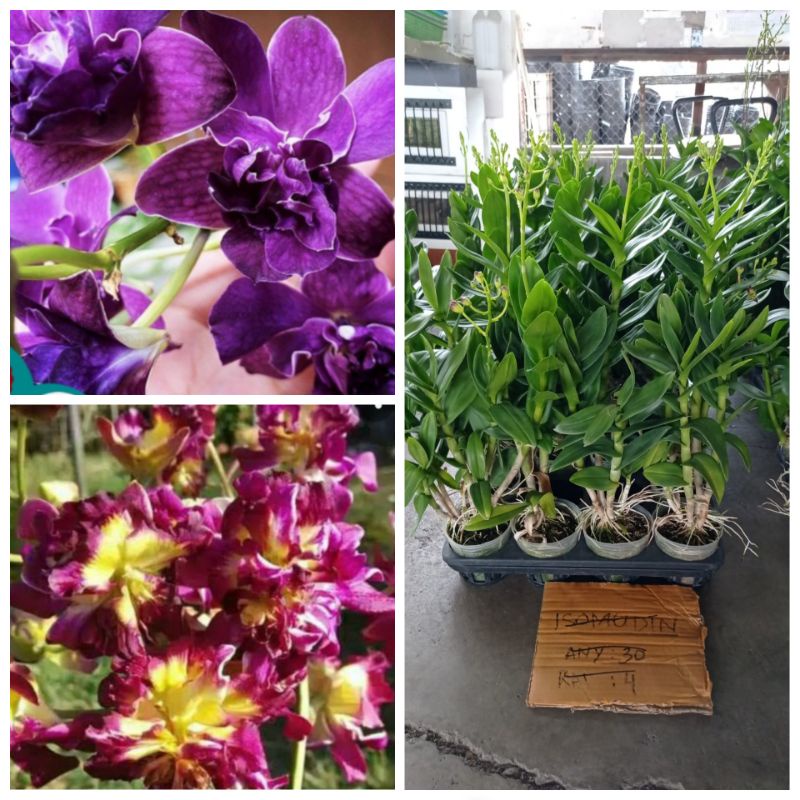 anggrek dendro ivander jumbo