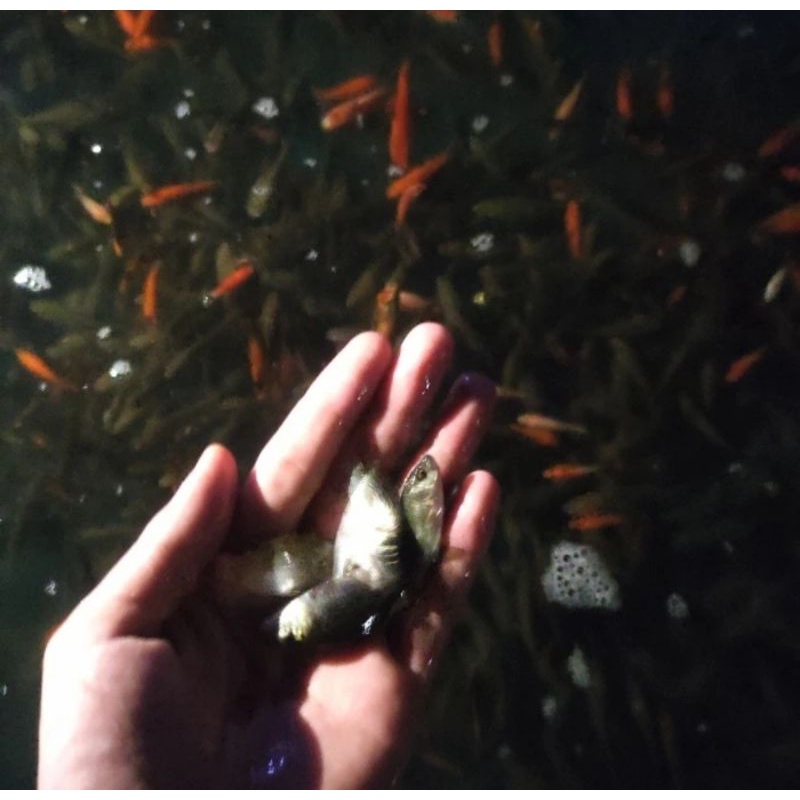 

ikan mas literan