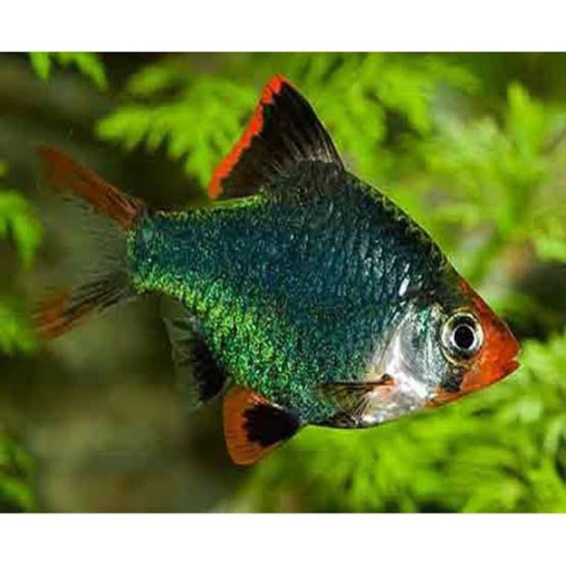 

ikan hias green sumatera