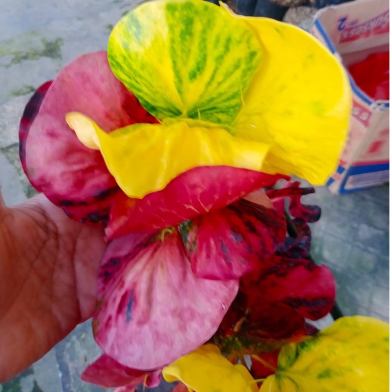 TANAMAN HIAS PURING APEL MERAH DELIMA LIMITED RAWATAN MURAH