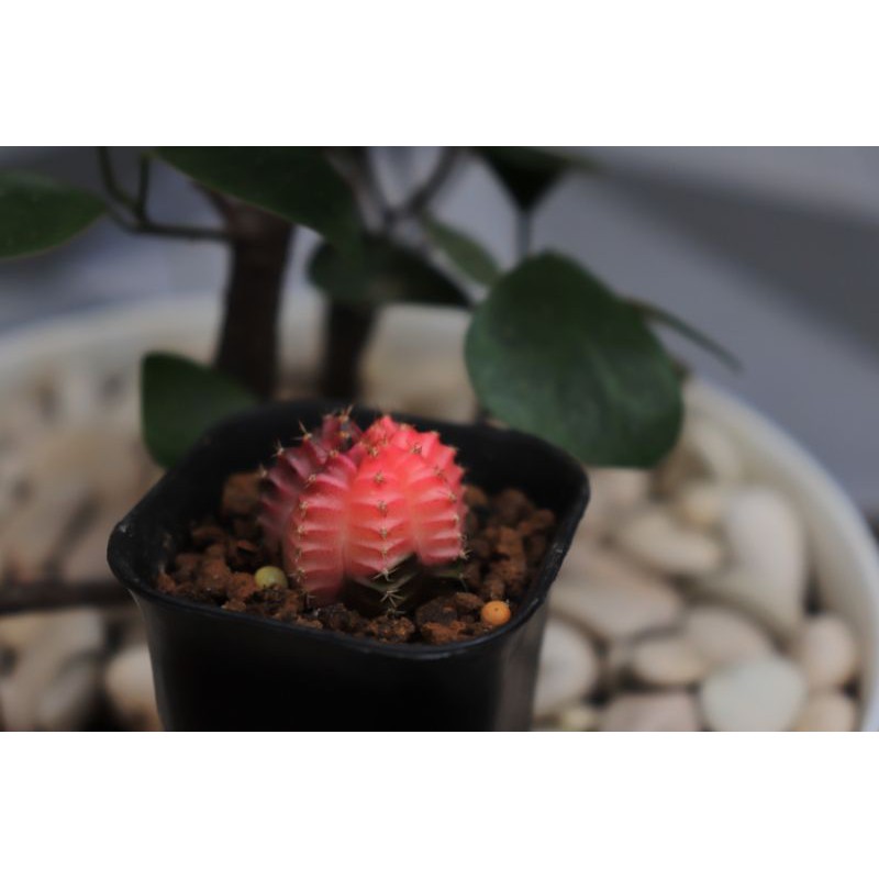 kaktus gymnocalycium pink diamond dari biji