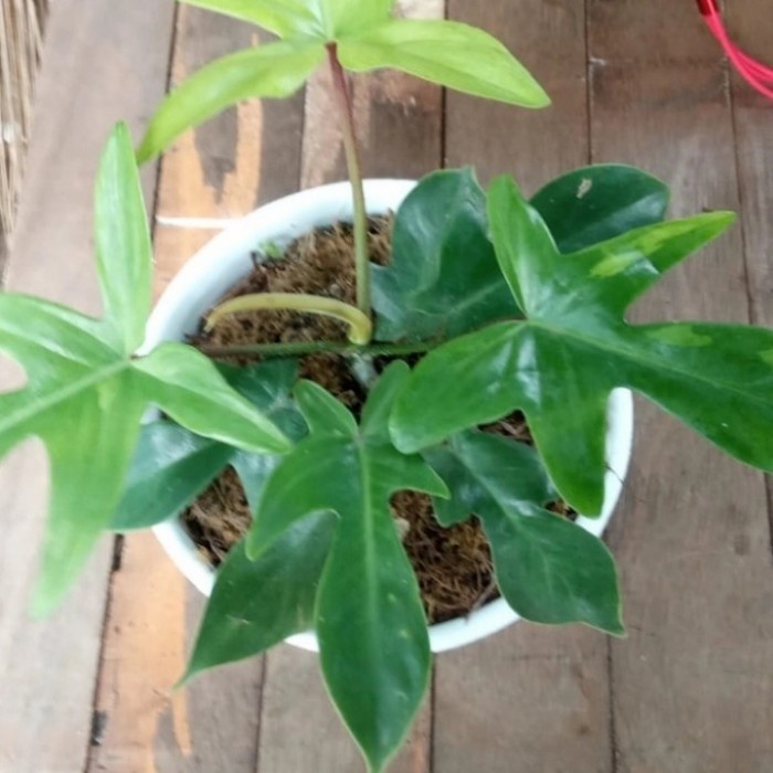 Tanaman Florida Ghost Varigata