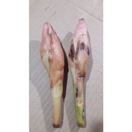 

kecombrang 1 biji