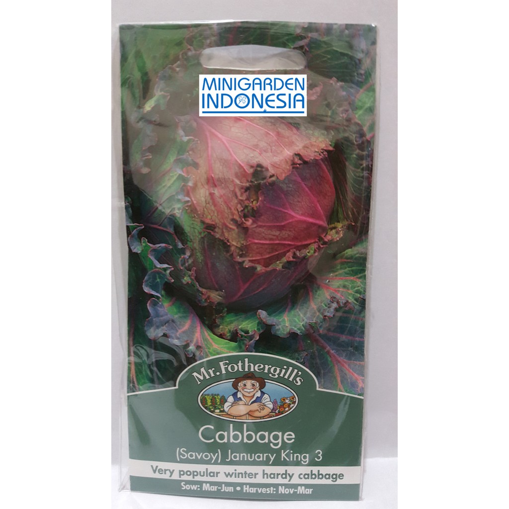 BENIH KOL KUBIS CABBAGE SAVOY JANUARY KING 3 PACK 500 BIJI bibit sayur kol merah kubis merah import F1 Mr. Fothergills