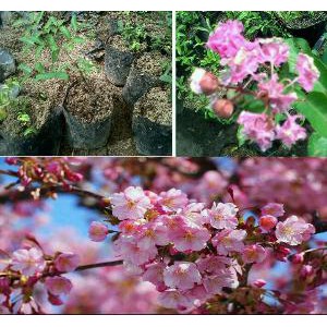 Murah Bibit Tanaman Bunga Sakura Bagus