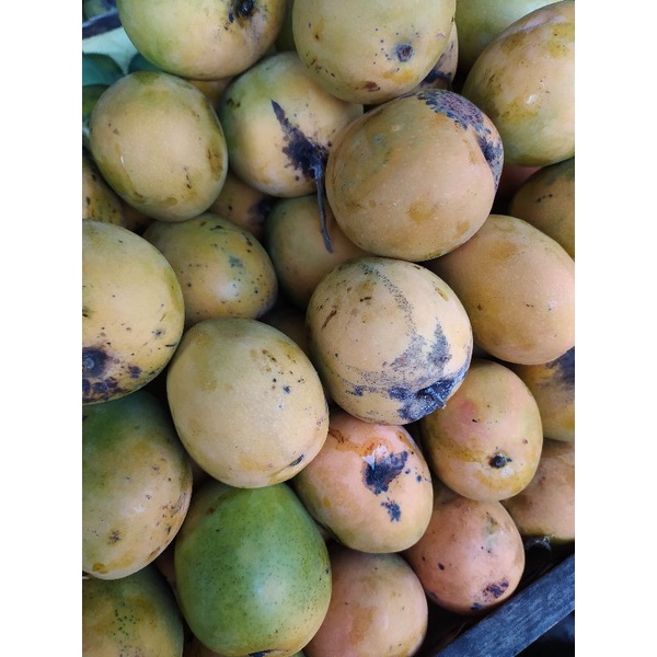 

Mangga Gedong Super 1 kg Buah Segar Cikarang