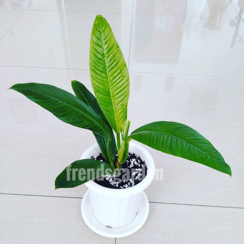 Tanaman hias philodendron lynette - Philo linet - Philodendron Lynette